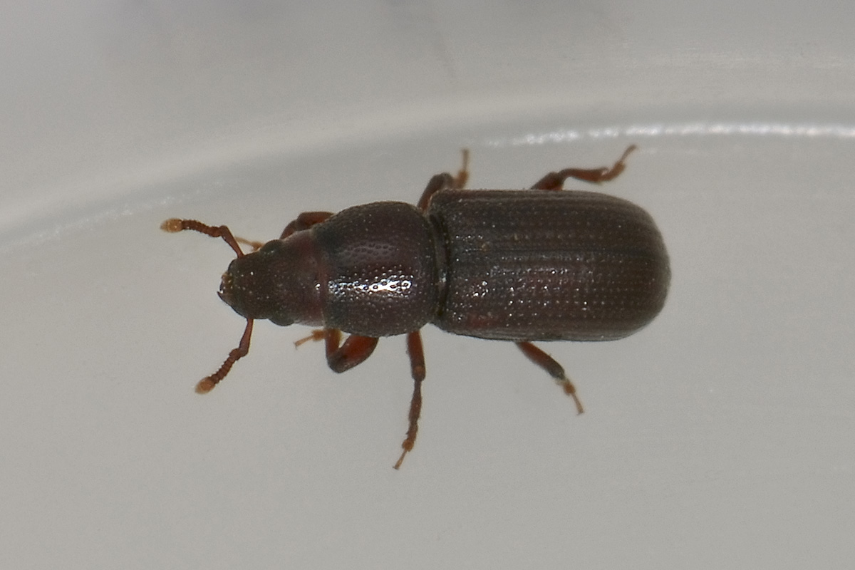 Rhyncolus punctatulus - Curculionidae
